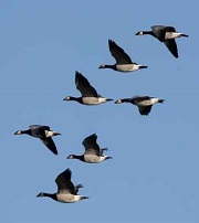 Lessons from Geese