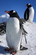 Gentoo Penguin