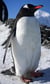 Gentoo Penguin