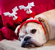 a cute bulldog decorated with reindeer asleep after Christmas dinner