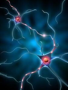 neural pathways