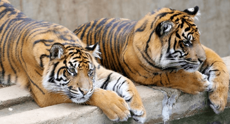 Facing your feelings - don't feed the tigers!