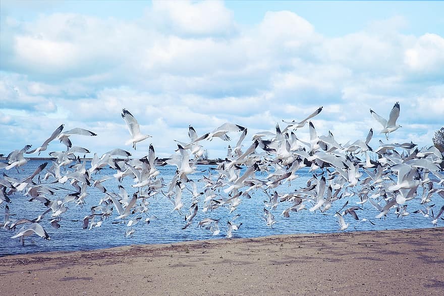 Personal Reflection: The Gall of Gulls
